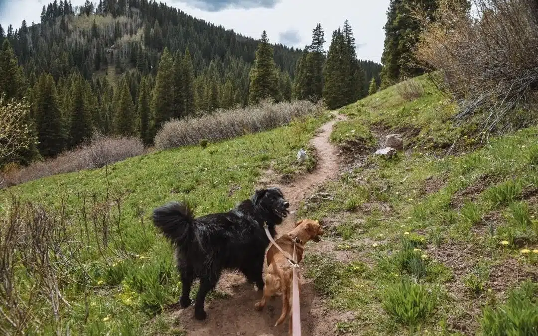 Colorado Dog Bite Laws: Strict Liability, Exceptions, and Medical Steps Every Victim Should Know