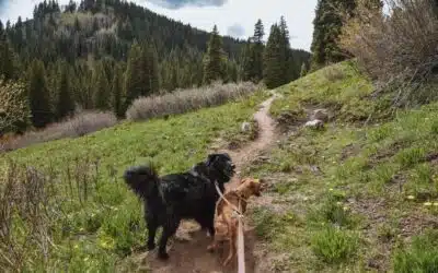 Colorado Dog Bite Laws: Strict Liability, Exceptions, and Medical Steps Every Victim Should Know